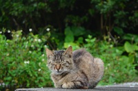 ねっこ