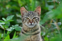 今朝の夢：猫を中に入れた