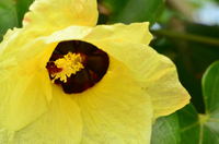 ユウナの花が咲いてた、海とネコ。