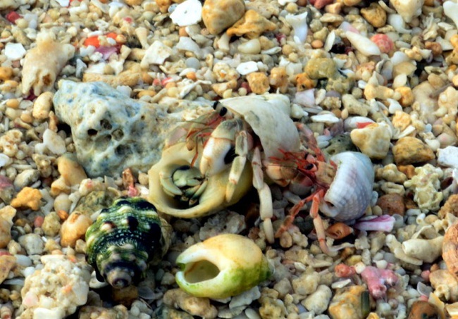 浜辺の景色、ヤドカリ、西日さす海岸線、白くてちっちゃい花。