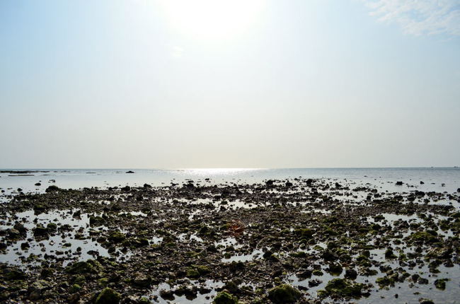 浜辺の景色、ヤドカリ、西日さす海岸線、白くてちっちゃい花。
