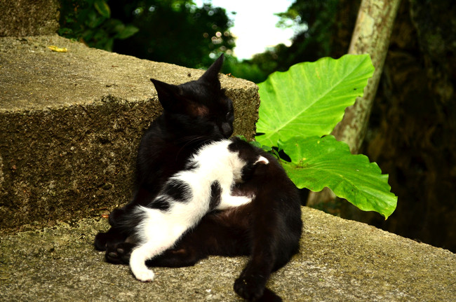 目の色が違うキャットたち
