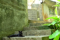 黒猫