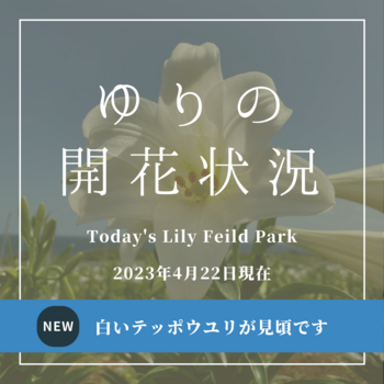 開花状況0422 開花状況0422