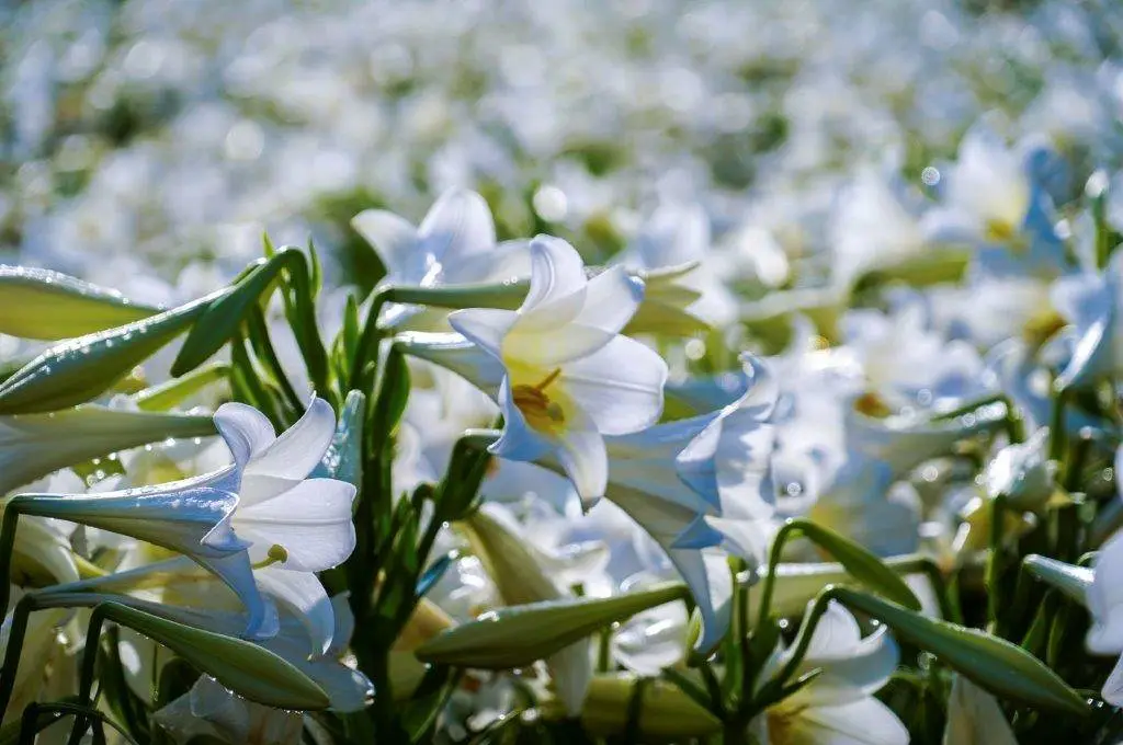 flower flower