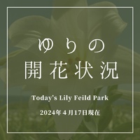 【ゆりの開花情報】4月17日（伊江島ゆり祭り2024）