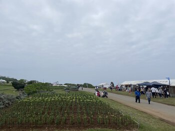 世界のゆり1 世界のゆり1