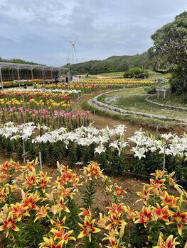 【御礼】伊江島ゆり祭り2023終了!今後の開花予想とお知らせ 【御礼】伊江島ゆり祭り2023終了!今後の開花予想とお知らせ