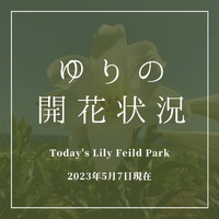 【御礼】伊江島ゆり祭り2023終了！今後の開花予想とお知らせ
