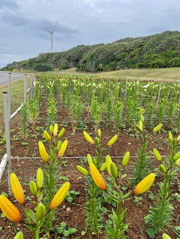 【おしらせ】ゆりの開花状況(4月19日現在) 【おしらせ】ゆりの開花状況(4月19日現在)