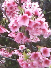 沖縄の桜 2017/03/11 19:38:12