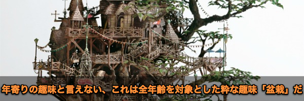 相羽高徳さん制作 全年齢対象の粋な趣味 盆栽 Bonsai が熱い Lifener ライフナー