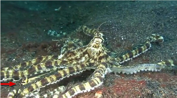 擬態のプロ、ミミック・オクトパスを擬態する魚が発見され話題