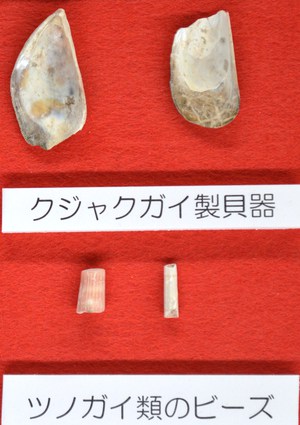 国内最古の貝器！サキタリ洞遺跡発掘調査速報展