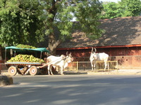 インド