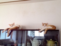 猫たちの近況