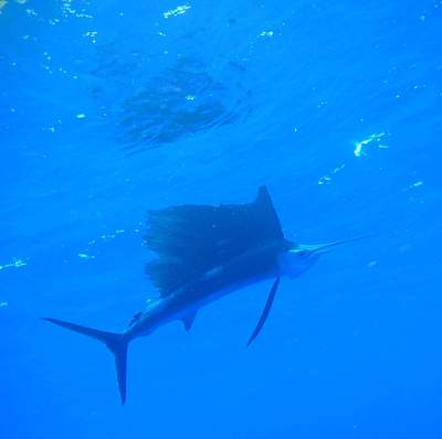 沖縄県与那国のダイビングサービスmarlin