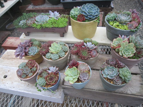ナンチャッテ寄せ植え２０鉢作りました