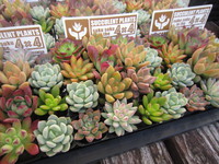 セダム、珍奇植物等入荷しました。 2020/11/22 22:23:41