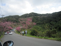 桜見てきました。