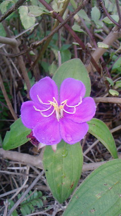 紫の花弁が美しい野花