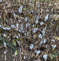 シモバシラ～氷の花～