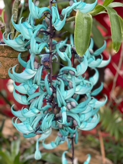 何の花？Ⅱ