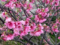 待っていてくれた“桜” 2022/02/28 10:04:38