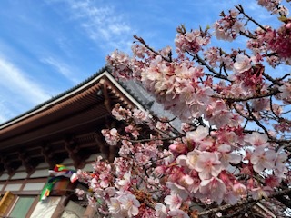 “梅の花” が咲いてます❣