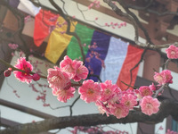 “梅の花” が咲いてます❣ 2022/03/06 12:27:26