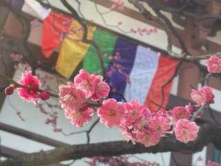 “梅の花” が咲いてます❣