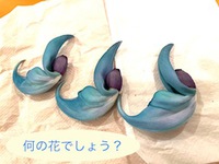 何の花？ 2022/03/24 10:48:01