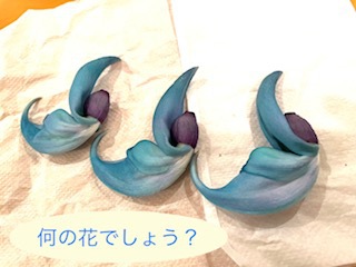 何の花？