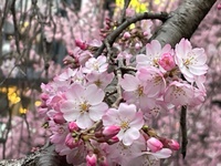 開花しました❣ 2022/03/21 10:32:57