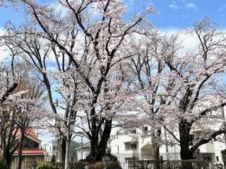 どこも “桜” が満開です❣