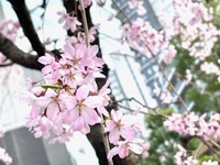 近所の桜