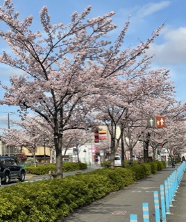 近所の桜