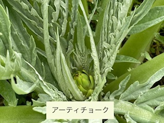 農園見学会