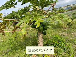 農園見学会