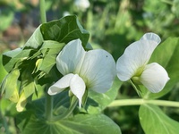 “採れたて” は最高❣ 2022/05/06 03:01:05