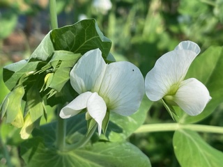 “採れたて” は最高❣