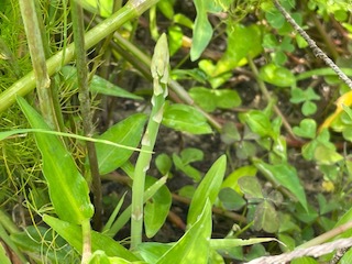 沖縄で「アスパラ」⁈
