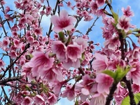 沖縄の桜＆サプライズ 2023/02/18 17:03:10