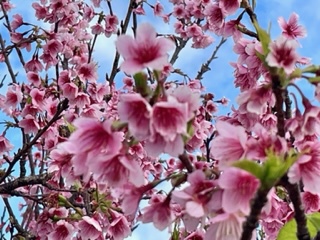 沖縄の桜＆サプライズ