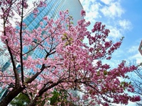 東京の河津桜 2023/03/04 14:34:40