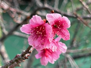 今年も見れました♪