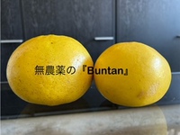 お礼の品