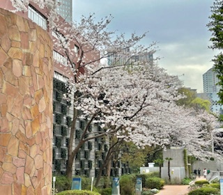 桜に誘われて、古巣に。。。