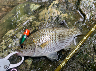 憧れてた釣行スタイル