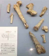 港川ﾌｨｯｼｬｰ遺跡が再現　大山盛保生誕１００年記念　発見への情熱